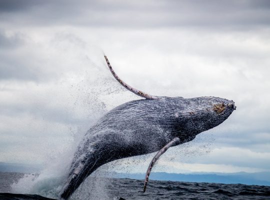 the whale : photo d'une baleine qui saute en dehors de l'eau