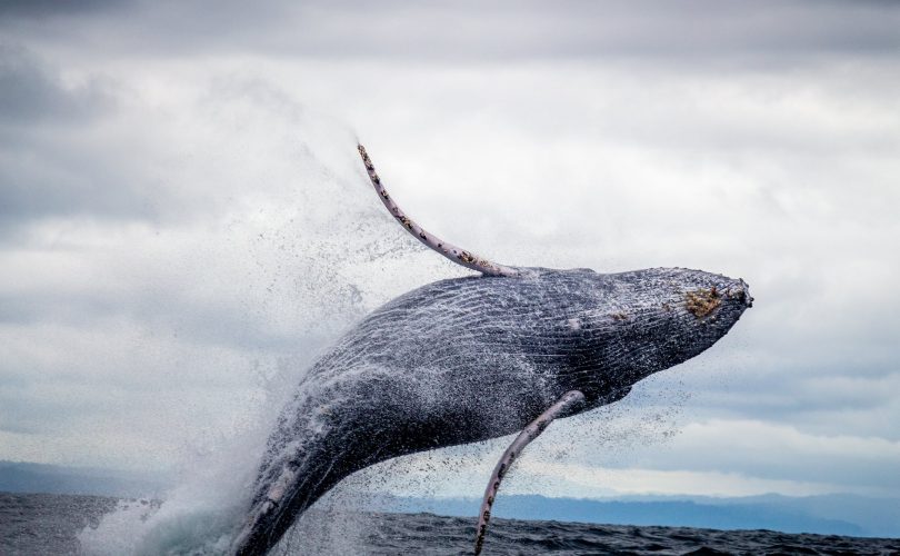 the whale : photo d'une baleine qui saute en dehors de l'eau