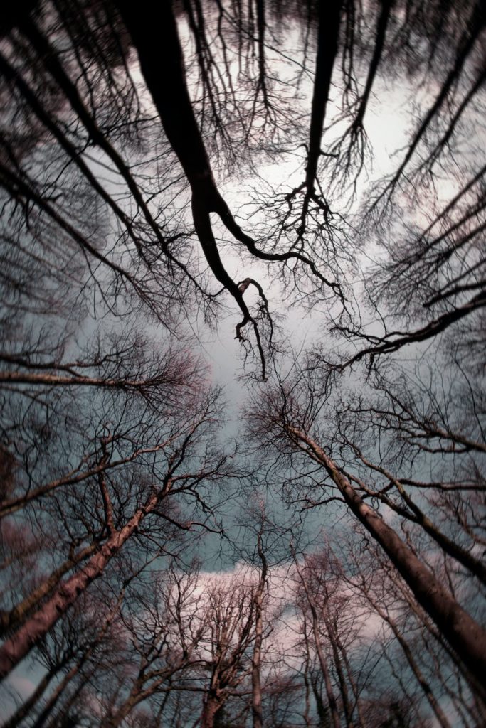 Shadow work : photo de la cime des arbres d'une forêt