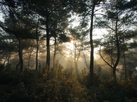 Photo d'un paysage de forêt parfait pour pratiquer l'écothérapie