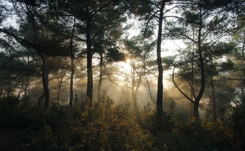Photo d'un paysage de forêt parfait pour pratiquer l'écothérapie
